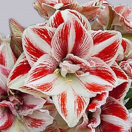 HIPPEASTRUM BRIGHT NYMPH