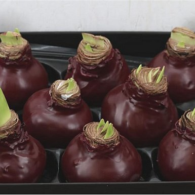 HIPPEASTRUM BULBS - WAXED BURGUNDY