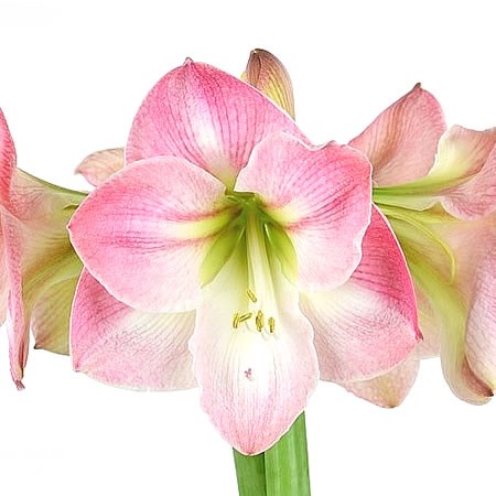 HIPPEASTRUM CAPRICE