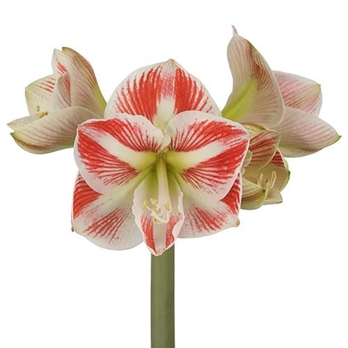 HIPPEASTRUM CARAMBA
