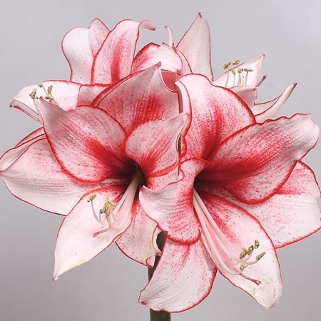 HIPPEASTRUM CHARISMA