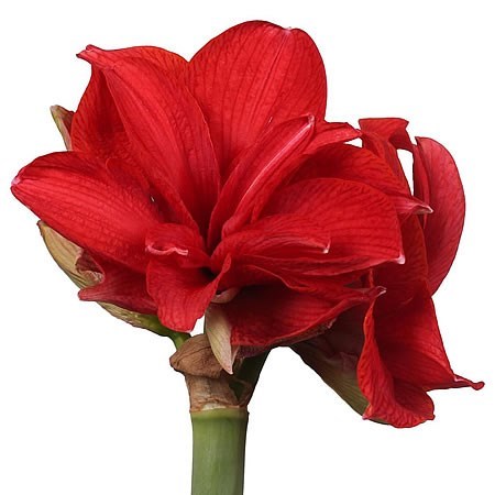 HIPPEASTRUM CHERRY NYMPH