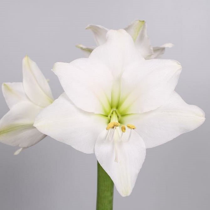 HIPPEASTRUM COSTA BLANCA