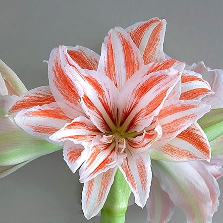 HIPPEASTRUM DANCING QUEEN