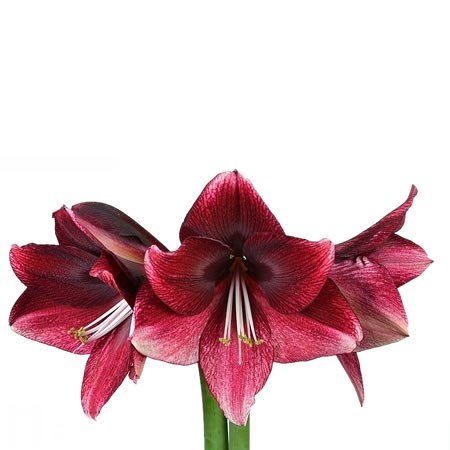 HIPPEASTRUM DAPHNE