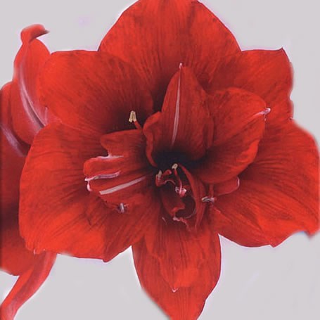 HIPPEASTRUM DOUBLE ROMA