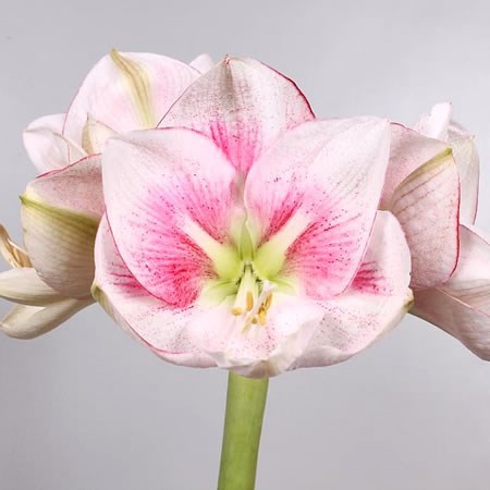 HIPPEASTRUM EXCEPTION