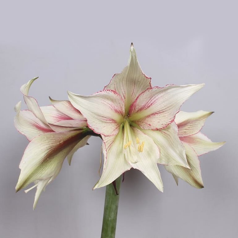 HIPPEASTRUM GREEN MAGIC