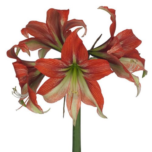 HIPPEASTRUM HAPPY VALLEY