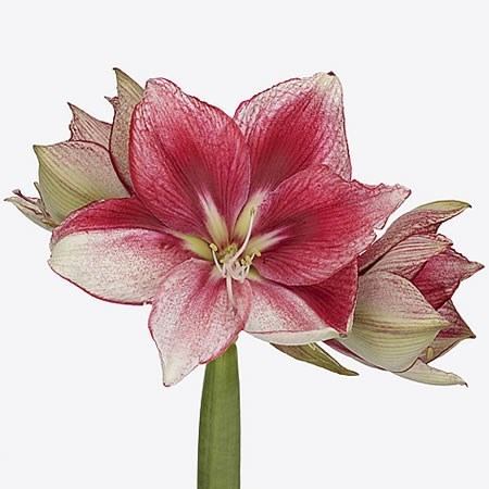 HIPPEASTRUM LIEVE