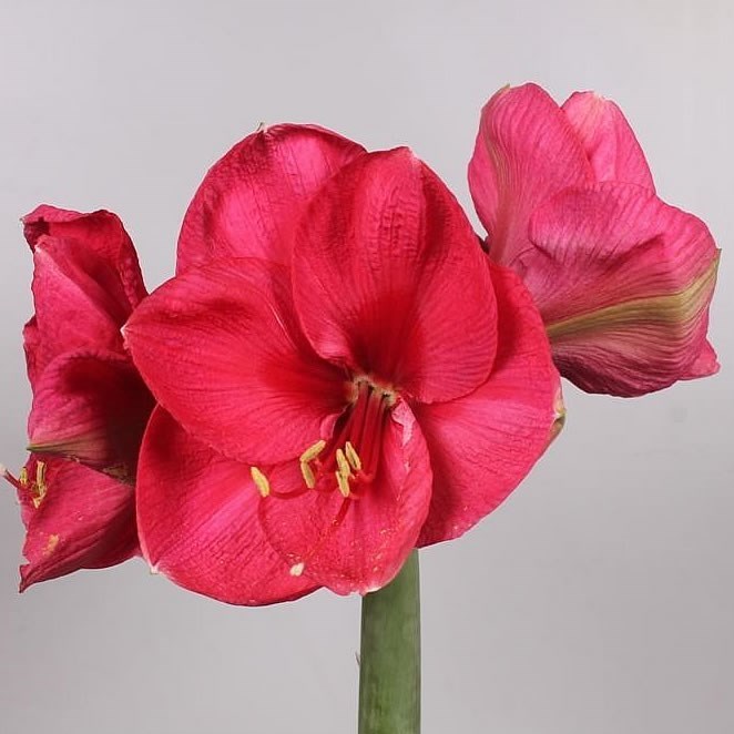 HIPPEASTRUM LILAC FAVOUR