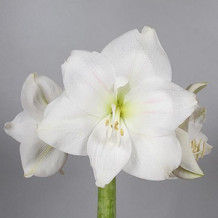 HIPPEASTRUM MONT BLANC