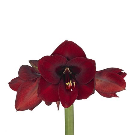 HIPPEASTRUM NIGHT FEVER