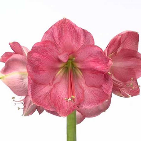 HIPPEASTRUM PARIS