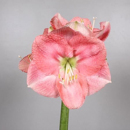 HIPPEASTRUM REVE