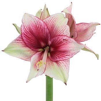 HIPPEASTRUM REVELATION
