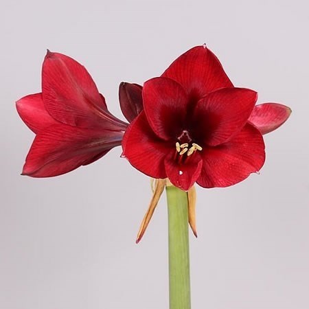 HIPPEASTRUM ROYAL VELVET