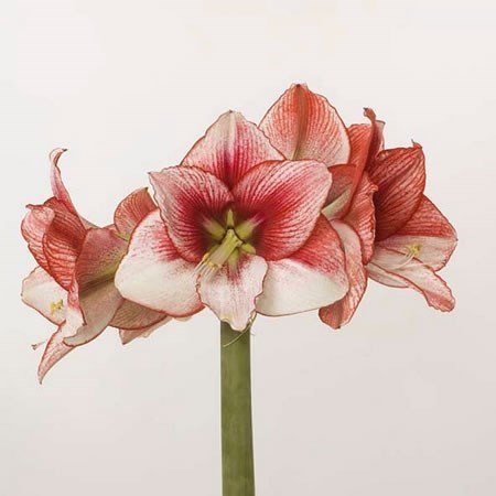 HIPPEASTRUM SHOWMASTER