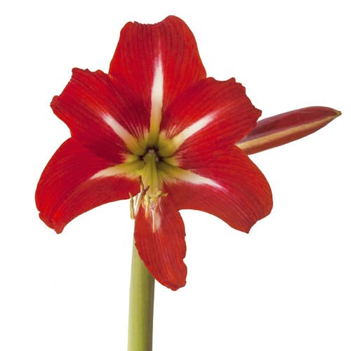 HIPPEASTRUM SONATINI BALENTINO (MINI)