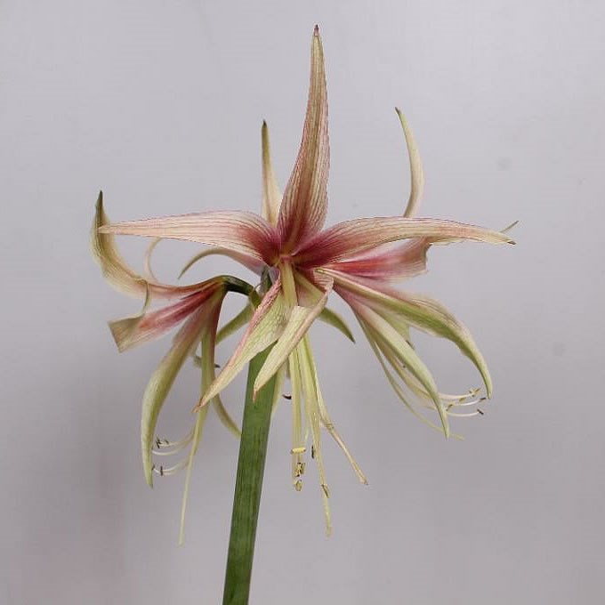Hippeastrum Tarantula