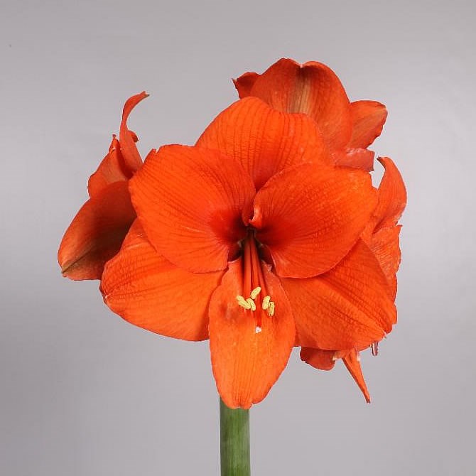HIPPEASTRUM TINEKE VERBURG