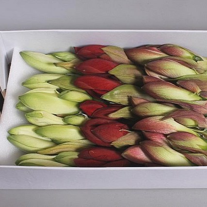 HIPPEASTRUM VALENTINE MIX