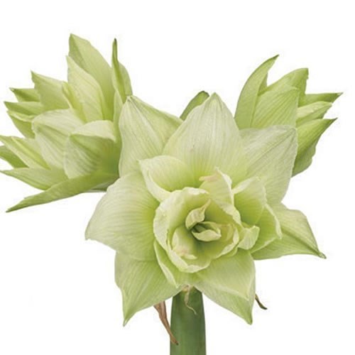 HIPPEASTRUM WHITE GLORY