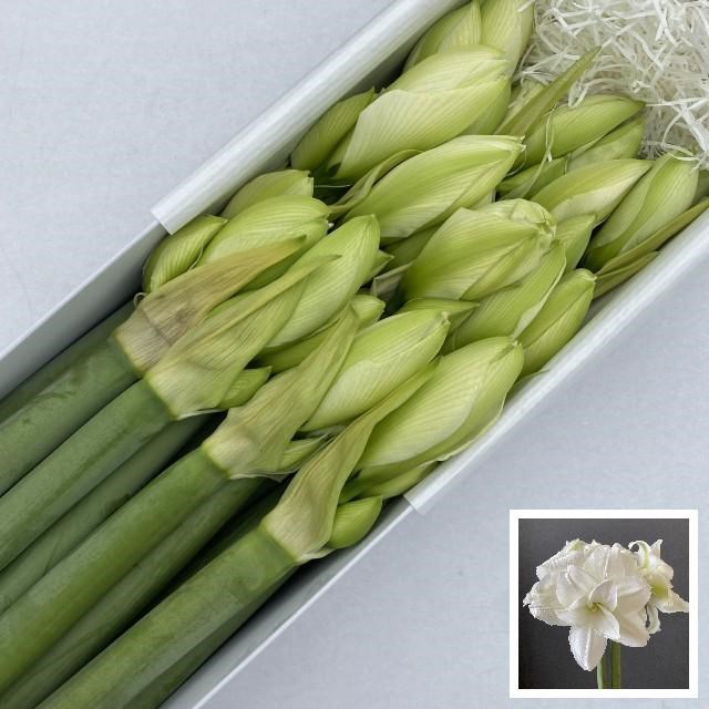 HIPPEASTRUM WIMBLEDON