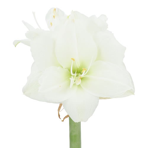 HIPPEASTRUM WIMBLEDON