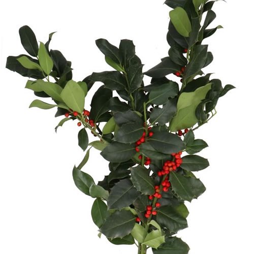 HOLLY - GREEN & RED BERRIES