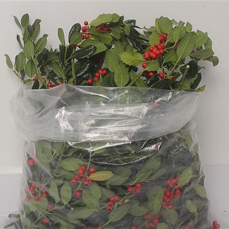 HOLLY + RED BERRIES 3KG
