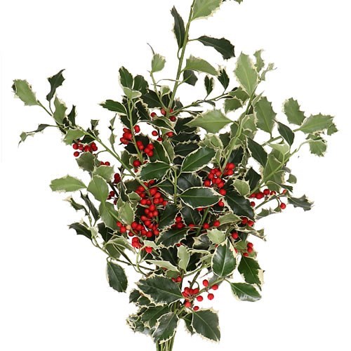 HOLLY - VARIEGATED