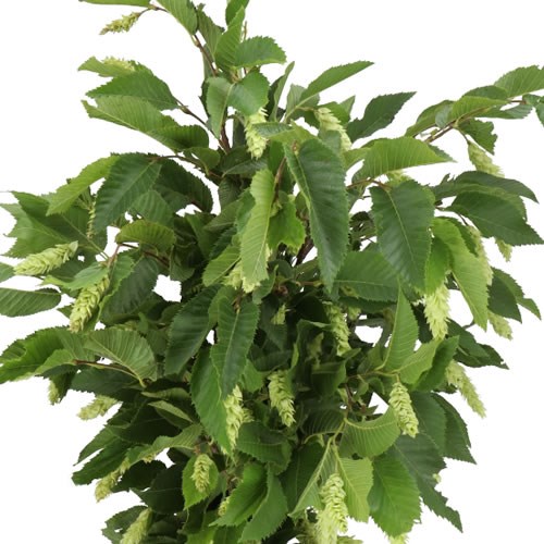 HOP HORNBEAM