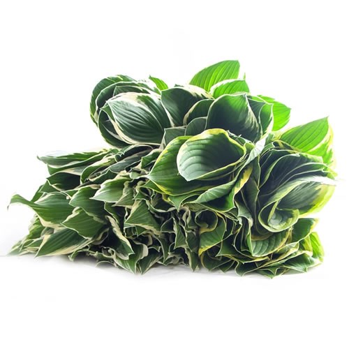 HOSTA LEAF MIX