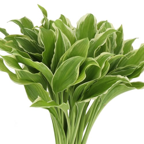 HOSTA UNDULATA ALBOMANGINATA