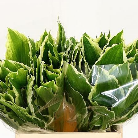 Hosta Undulata Albomanginata