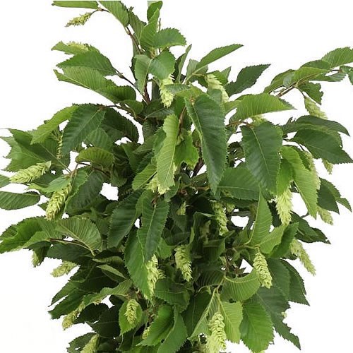HUMULUS LUPULUS