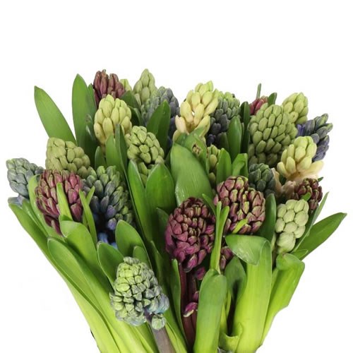 HYACINTHS 4 COLOUR MIX