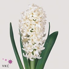 HYACINTHS ANTARCTICA