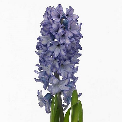 HYACINTHS BLUE PASSION