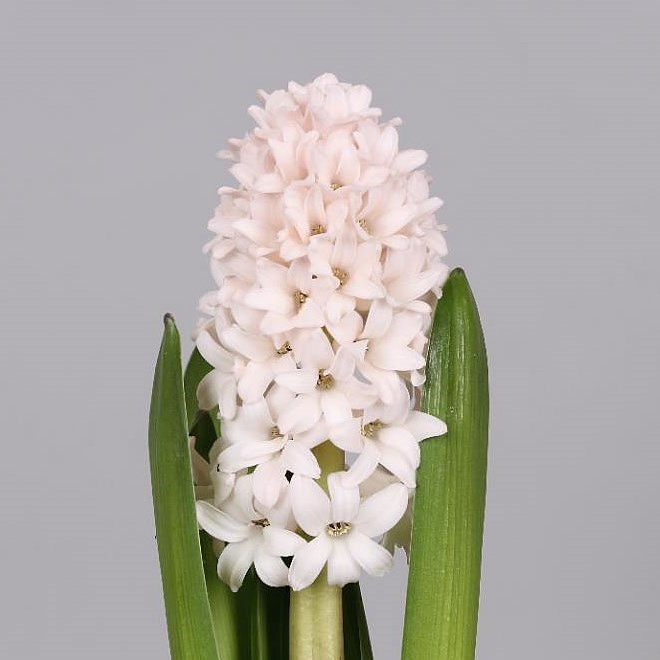 HYACINTHS CHINA PINK