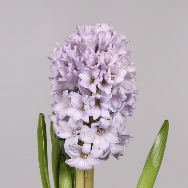 HYACINTHS CITY OF BRADFORD