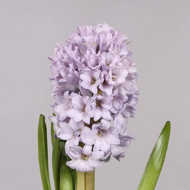 HYACINTHS CITY OF BRADFORD