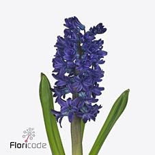 HYACINTHS DARK OCEAN