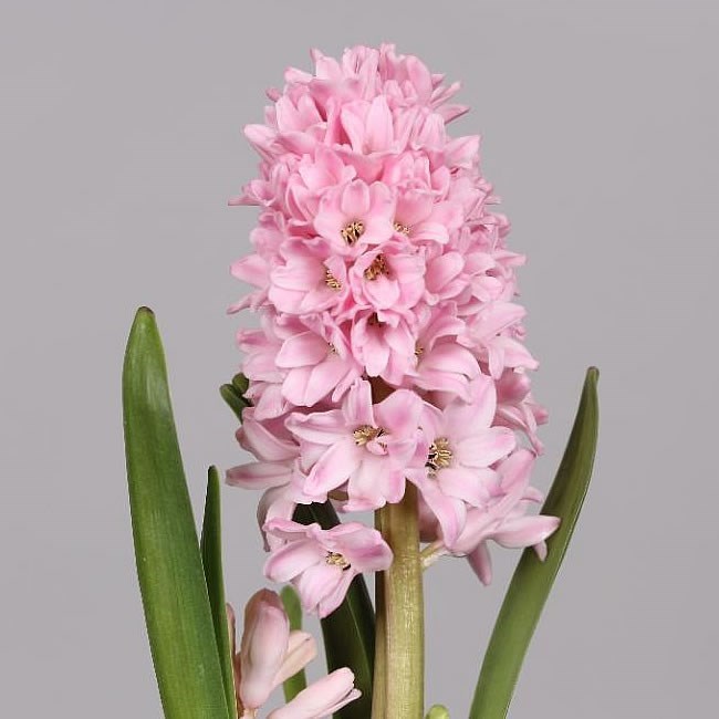 HYACINTHS FONDANT