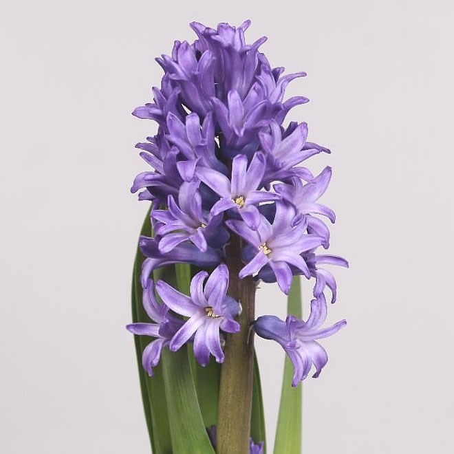 HYACINTHS GESN ATLANTIC 30cm Wholesale Dutch Flowers & Florist Supplies UK