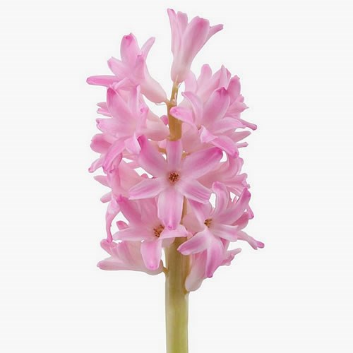 HYACINTHS IBIS