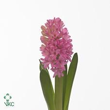 HYACINTHS IBIS