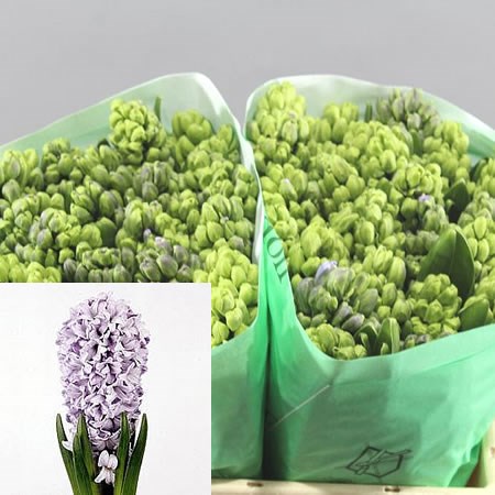 HYACINTHS KOH-I-NOOR