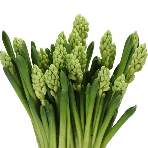 HYACINTHS LOUVRE